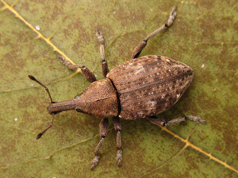 Curculionidae: Lepirus capucinus